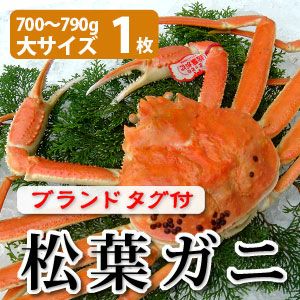 松葉ガニ700～790g（大サイズ）×1枚 日本海産 未冷凍 送料無料 | 風味