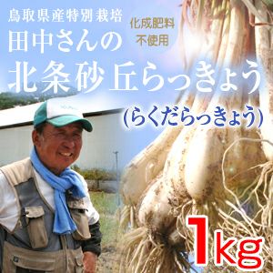 鳥取県産特別栽培 田中さんの北条砂丘らっきょう1kg（根付き土付き