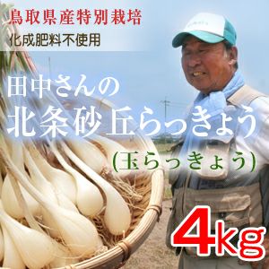 鳥取県産特別栽培 田中さんの北条砂丘らっきょう4kg（根付き土付き 玉 