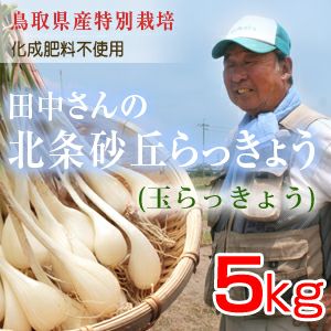 鳥取県産特別栽培 田中さんの北条砂丘らっきょう5kg（根付き土付き 玉