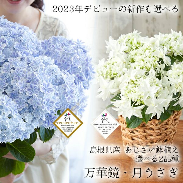 アジサイ | 風味絶佳.山陰
