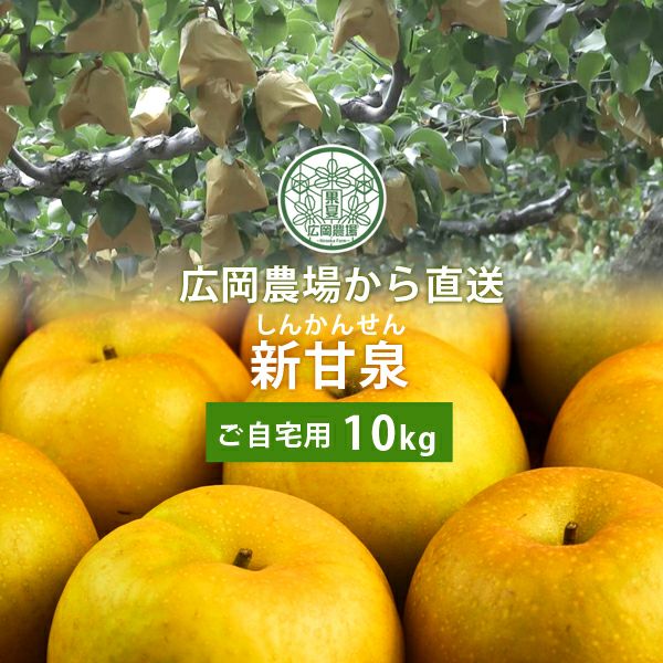 広岡農場の新甘泉（しんかんせん）梨 10kg詰（14～36玉入） 鳥取県産