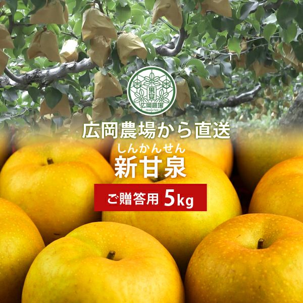広岡農場の新甘泉（しんかんせん）梨 5kg詰（7～16玉入） 鳥取県産 赤