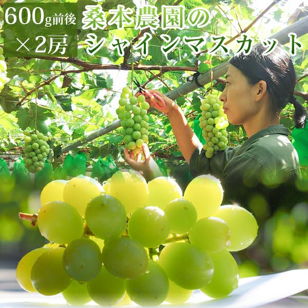 桑本農園のシャインマスカット600g前後×2房 ご贈答用 島根県産 送料