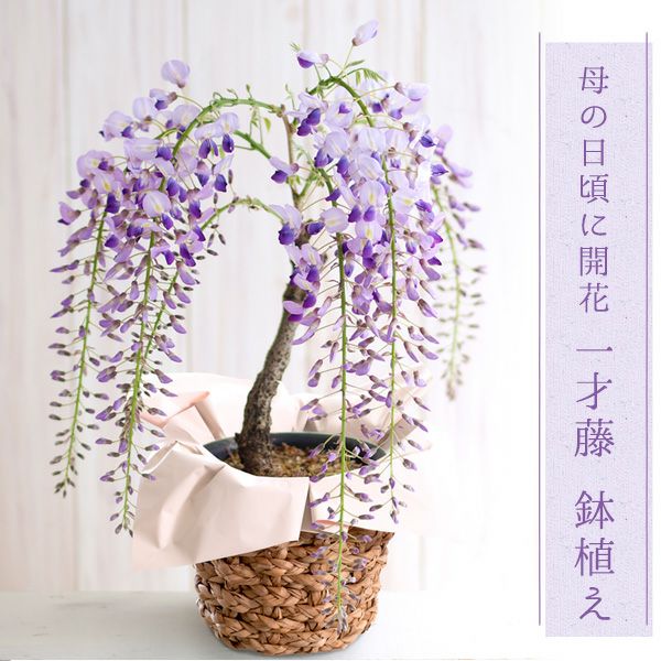 000000000817-01.jpg?size=l&w=